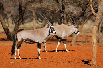 Gemsbok antelopes (Oryx gazella) in natural habitat of red Kalahari sand, South Africa.