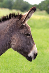 Naklejka na ściany i meble head of a donkey, side view