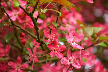 Fototapeta na wymiar pink flowers in the garden flowering tenderness delicate flower wild apple tree
