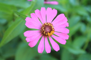 Obraz premium flower