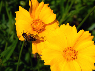 bee