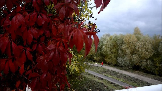 Autumnal impressions from Berlin Spandau on the gravel pond (Am Kiesteich) of October 21, 2016, Germany