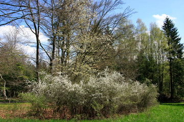 Spring - Blooming blackthorn (Prunus spinosa), Germany
