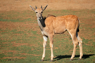Young eland antelope (Tragelaphus oryx) calf in natural habitat, South Africa.