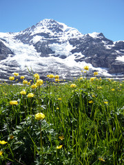 スイス風景　アイガーと花9