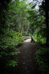 Fototapeta premium Sunlit footbridge in green forest