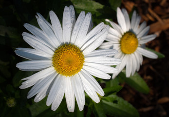 Fototapeta premium Macro of Two Daisy Flowers Wet After Summer Rains