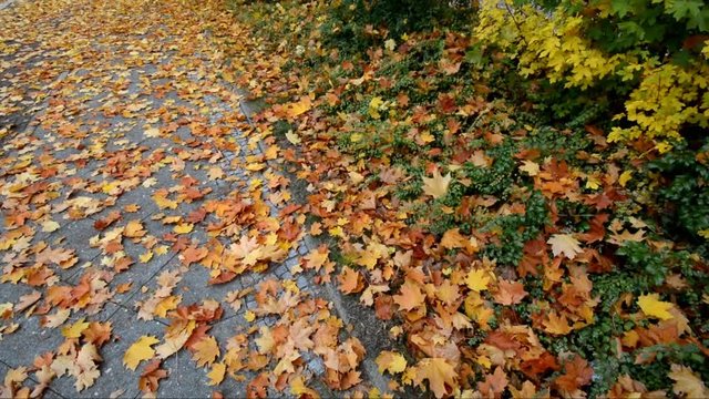 Autumnal impressions from Berlin Spandau on the gravel pond (Am Kiesteich) of October 21, 2016, Germany