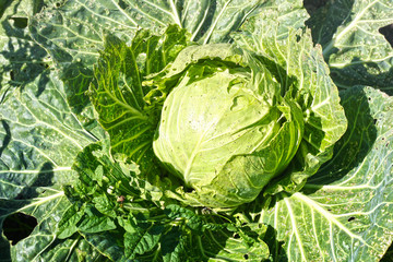 Fototapeta premium Head of cabbage closeup.