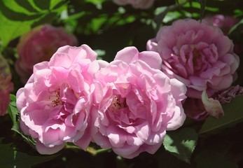 pretty pink rose close up