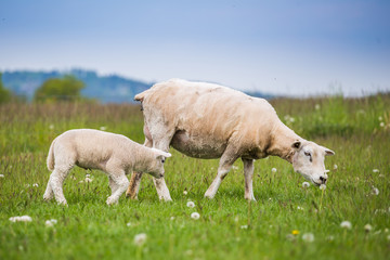 Naklejka na ściany i meble Texel ewe, newborn lamb sheep in lush green meadow in Spring Time.