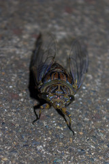 close up cicada, peru