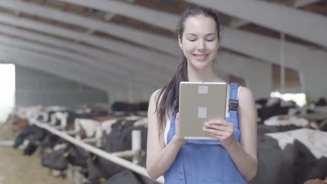 Portrait young confidient girl farmer making a tour of the barn with cows on the farm recording testimony on tablet. Calves feeding process on modern farm. Cow on dairy farm eating hay. Cowshed.