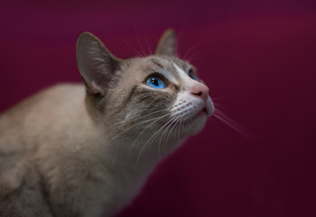 gray cat looks up, bright blue eyes, purple monophonic background,