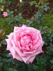 Rose (Rosa)