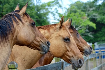 Naklejka premium Three Gorgeous Horse Heads at Fence