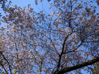 tree in spring