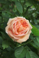 pretty pink rose close up