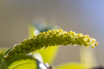 Blüte der Bruch-Weide, Salix fragilis
