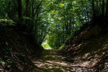 Obraz premium Wanderweg durch den Wald
