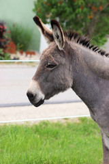 side view of a donkey