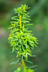 Young shoot of yew, slow-growing trees and shrubs of the Taxaceae family. Thin green needles protrude from new rosettes. European yew Taxus baccata foliage twig, close-up