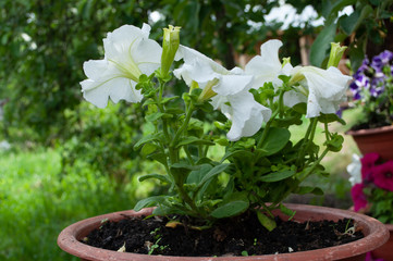 white flower in a pot on the street