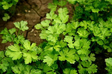 Parsley growing in the garden. Petroselinum. Close-up parsley leaves. Growing herbs
