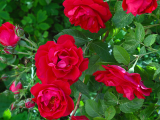 Blooming rose bush with red flowers. The concept of summer beauty. Background or postcard