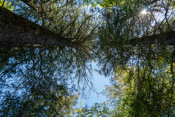 Tannenwald, Bäume von unten aufwärts betrachtet