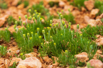 Yellow wildflower buds on the desert floor