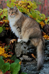 Naklejka na ściany i meble Beautiful Norwegian forest cat female sitting in the garden in autumn
