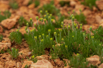 Yellow wildflower buds on the desert floor
