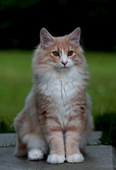 Naklejka na ściany i meble Sweet norwegian forest cat kitten sitting in garden viewing his own district