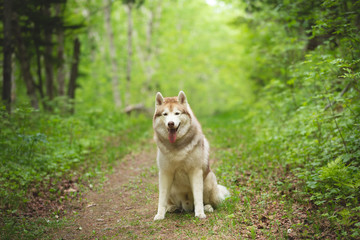 Naklejka na ściany i meble Portrait of lovely and beautiful dog breed siberian husky sitting in the bright green forest.