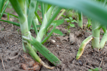 tubers of green onions in the garden