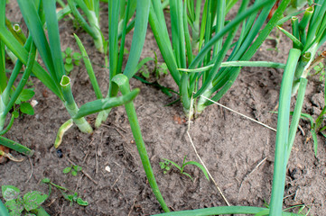tubers of green onions in the garden