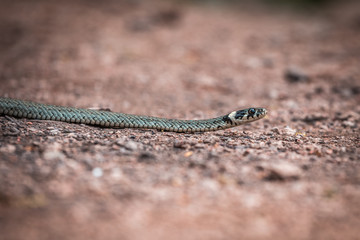 Masculine reptile or grass snake, Natrix natrix