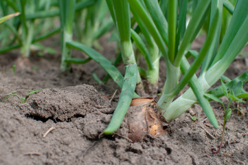 tubers of green onions in the garden