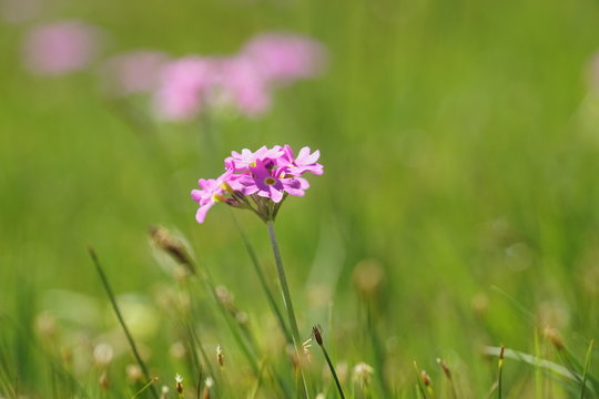 Mehlprimel - Primula farinosa