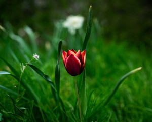 red tulip in the garden