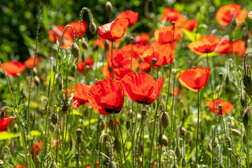 Naklejka premium Klatschmohn - Papaver rhoeas