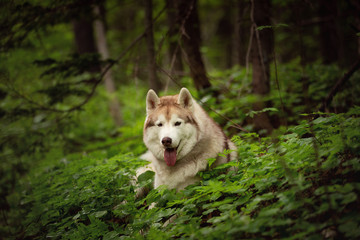 dog in the forest