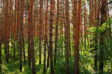 Fototapeta premium Many coniferous trees in the forest. National park.