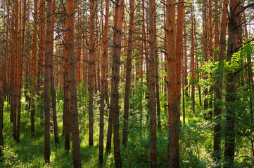 Many coniferous trees in the forest. National park.