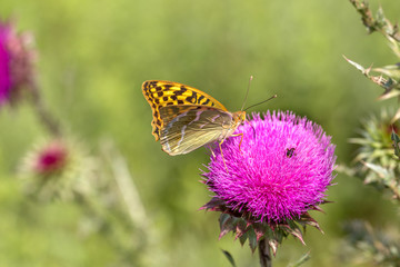 Beautiful purple thistle flower. Pink flower burdock. Burdock flower spiny close up. Flowering medicinal plants are thistle or milk thistle. Milk Thistle plant. Soft selective not deep focus