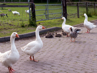 Obraz premium Gänse und Kanadagänse mit ihren Küken auf einer kleinen weinig befahrenen Straße