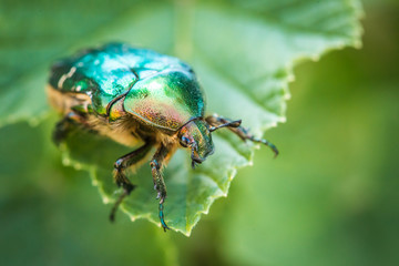 Cetonia aurata, called the rose chafer or the green rose chafer. A beetle on a green leaf.