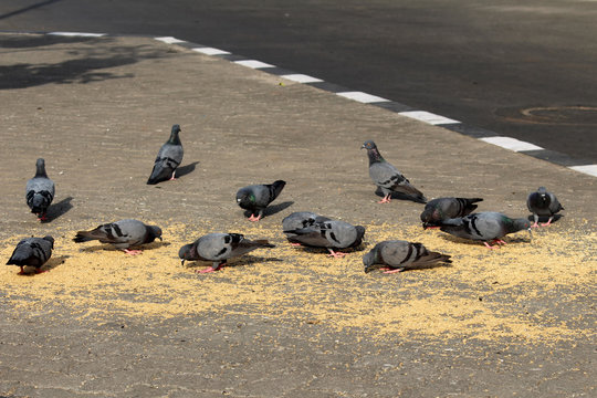 Pigeons birds eating the grains