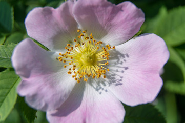Obraz na płótnie Canvas wilde rose flower macro of pink petals